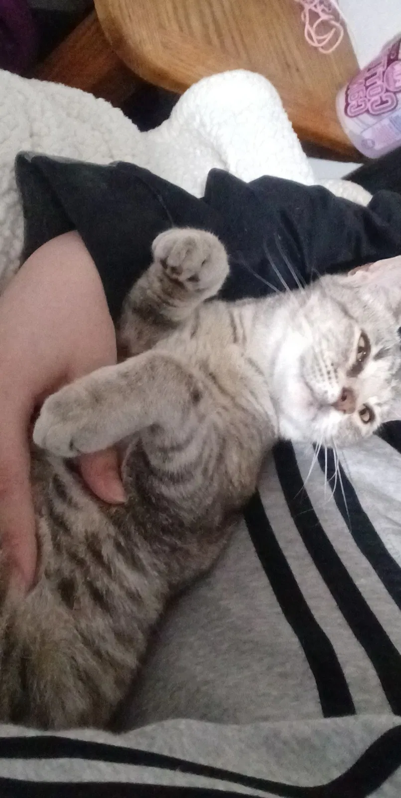 Lost cat in Marion, IN, 46953