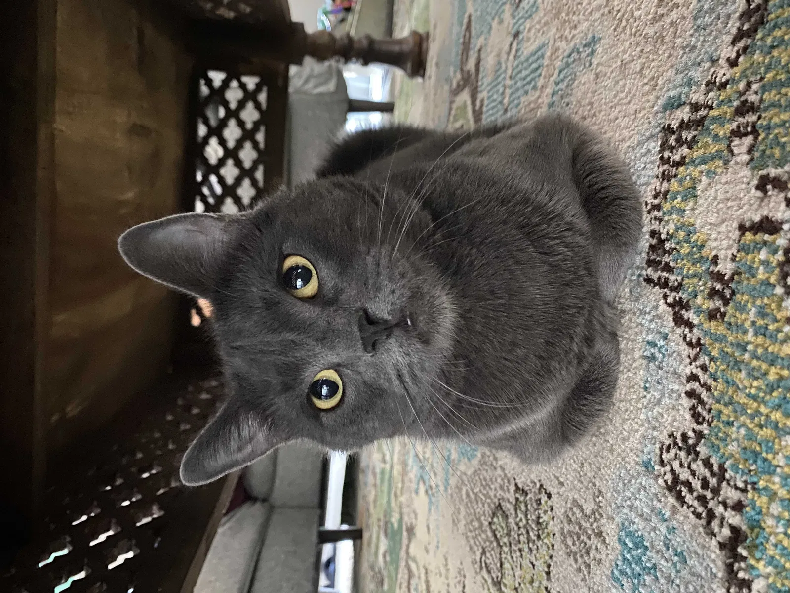 Lost cat in Chandler, AZ, 85225