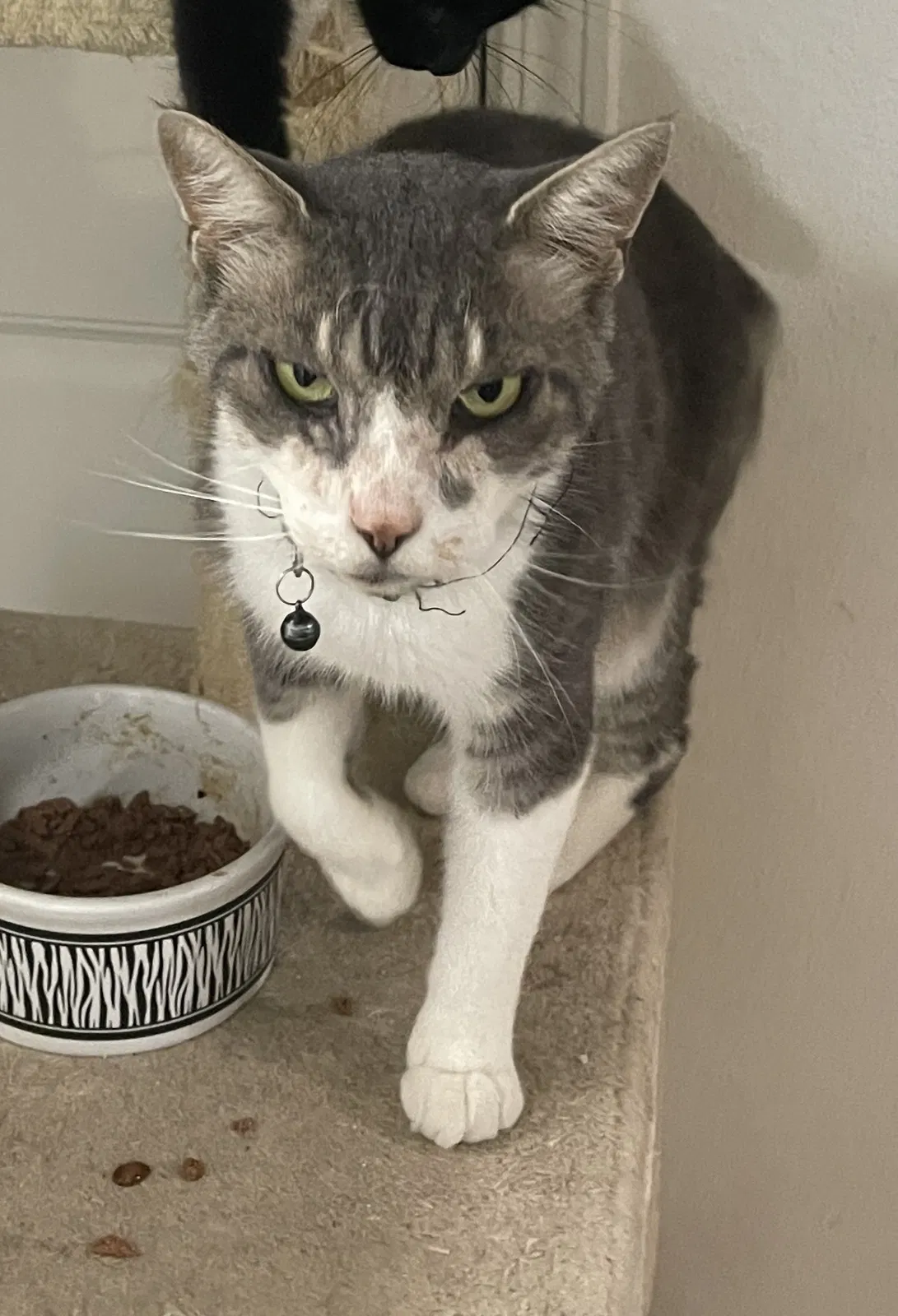 Lost cat in Sacramento, CA, 95826