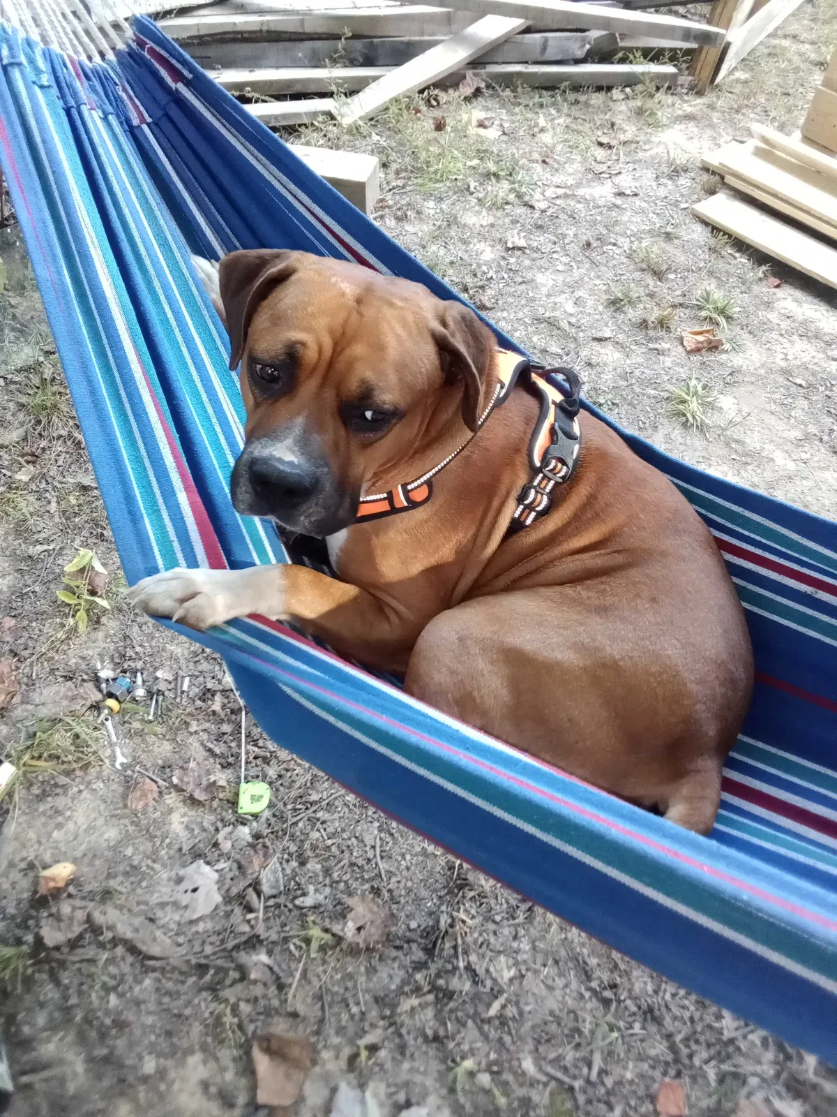 Lost dog in Ocoee, TN, 37361
