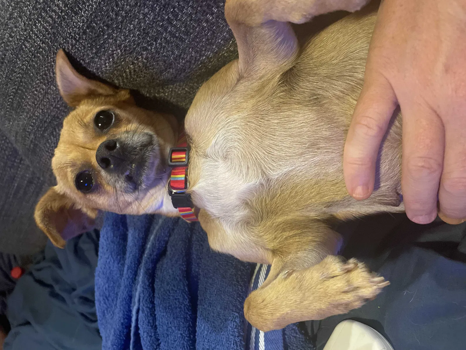Found dog in Hudson, FL, 34669