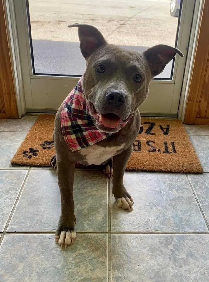 Lost dog in Mount Vernon, KY, 40456