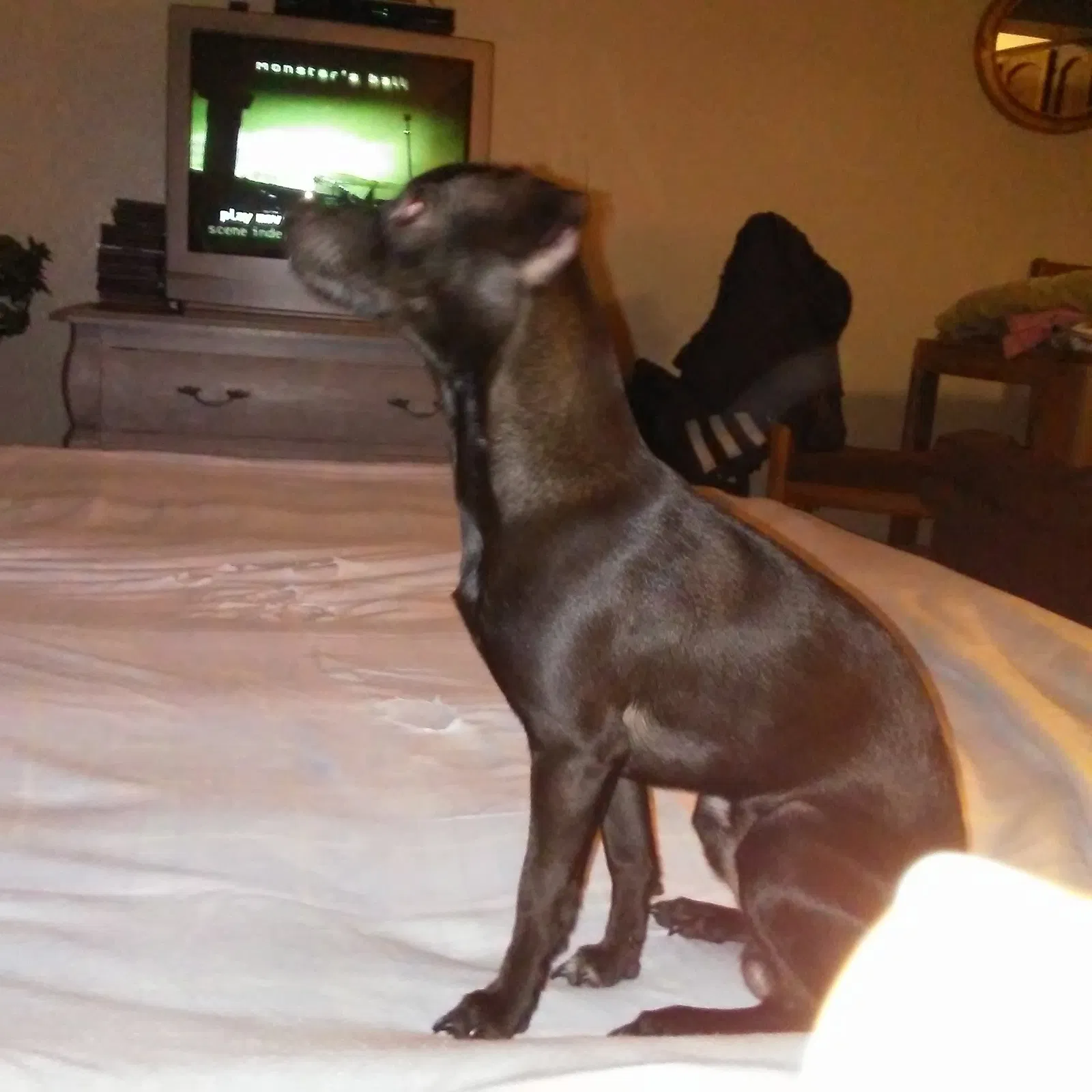 Lost dog in Phoenix, AZ, 85009