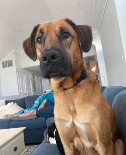 Lost dog in Collingswood, NJ, 8108