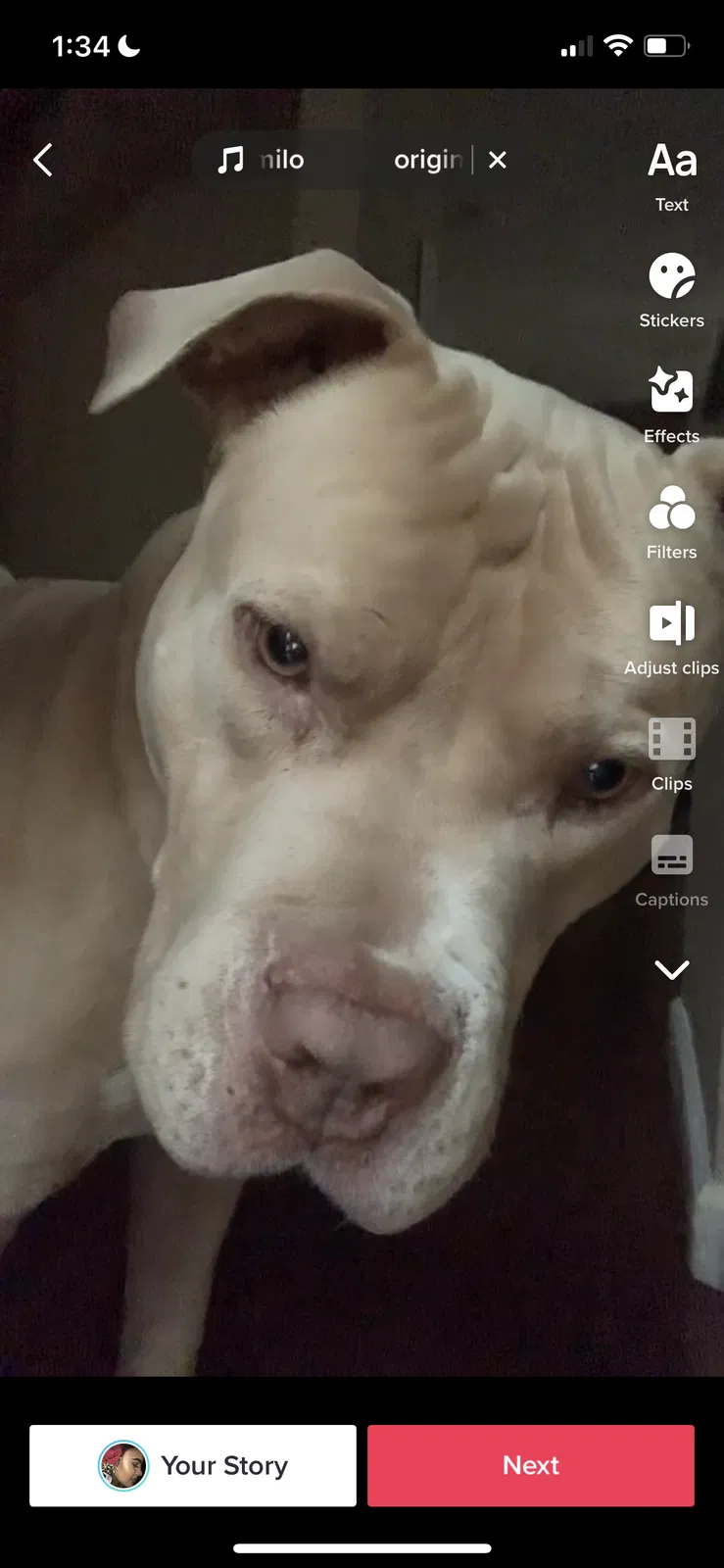 Lost dog in Stockton, CA, 95203