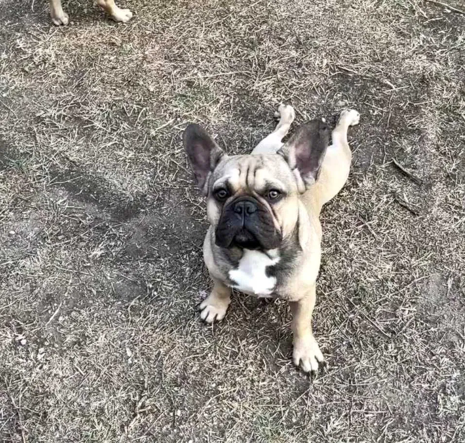 Lost dog in San Bernardino, CA, 92407