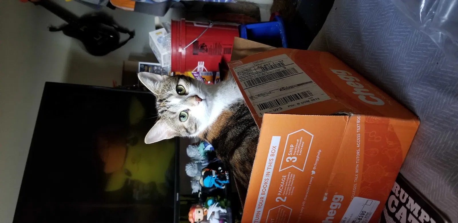 Lost cat in Tempe, AZ, 85281