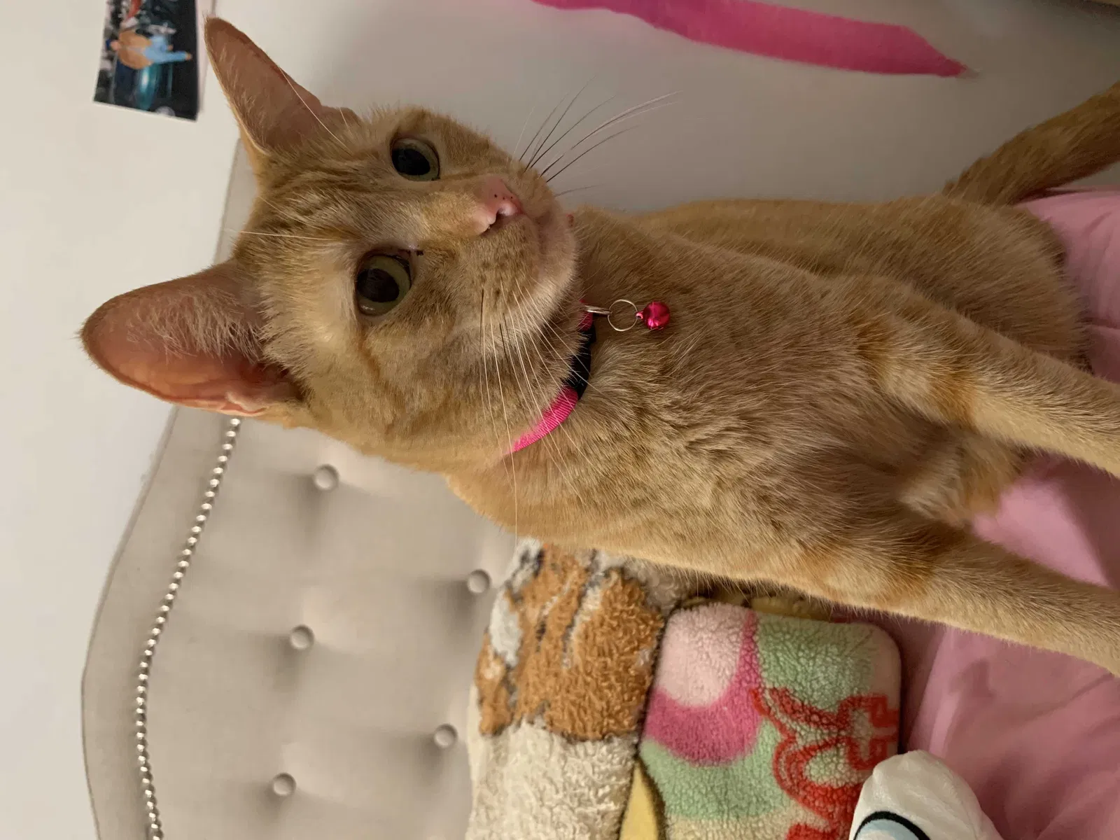 Lost cat in Berwyn, IL, 60402
