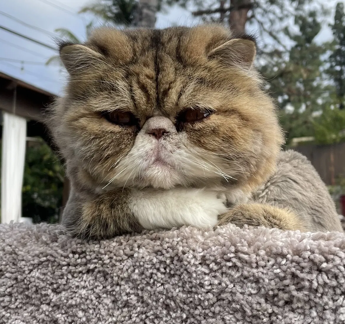 Lost cat in Glendale, CA, 91202