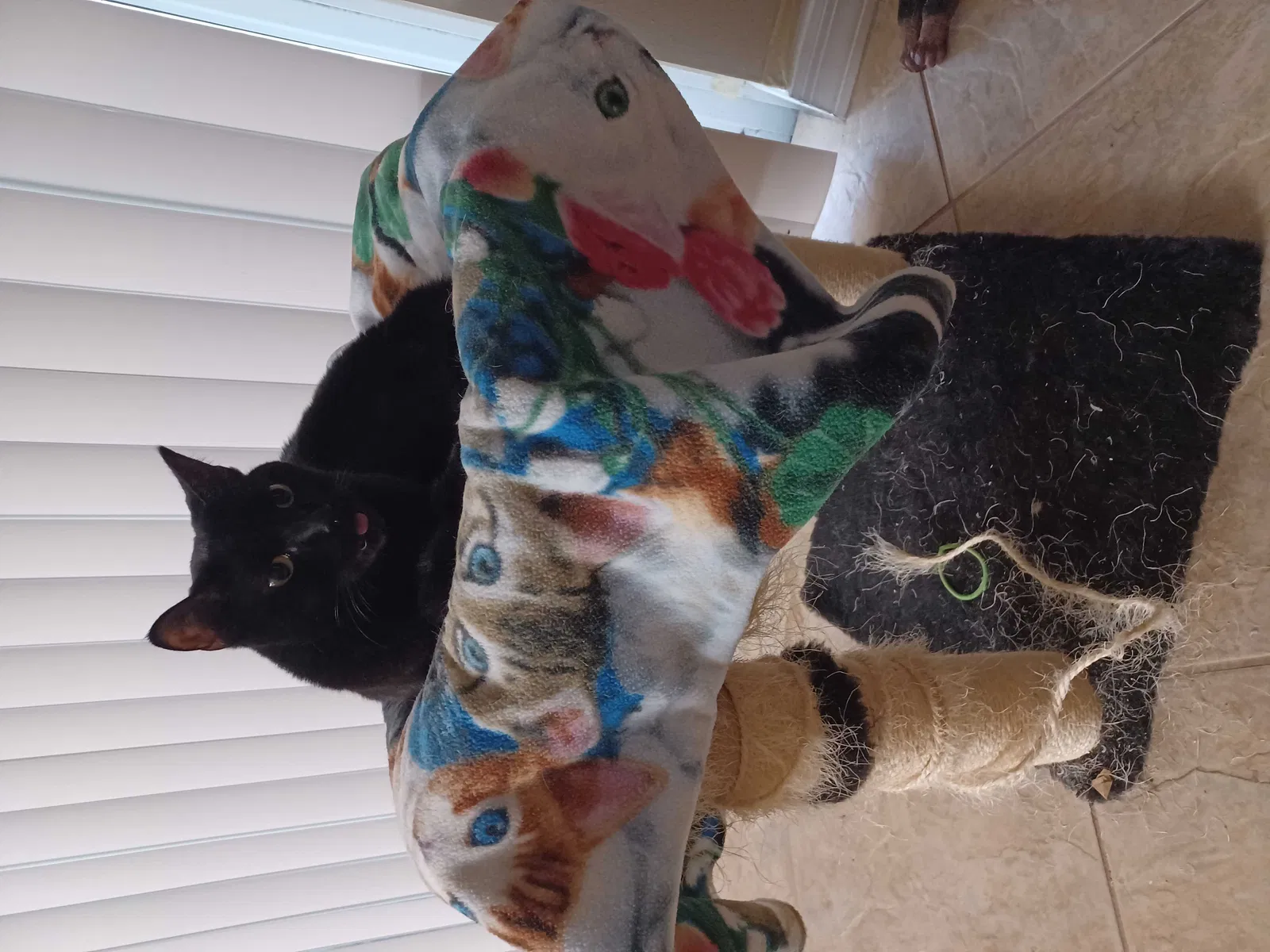 Lost cat in Unknown, FL, 3471