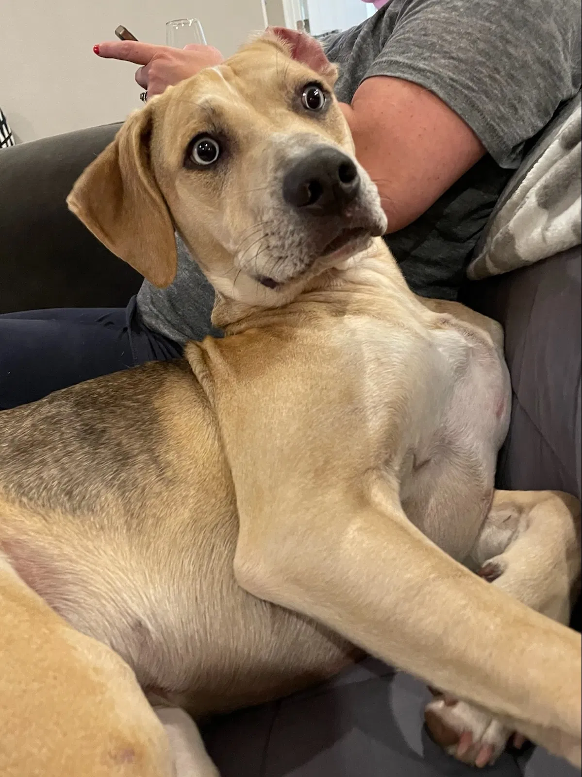 Lost dog in Odessa, FL, 33556