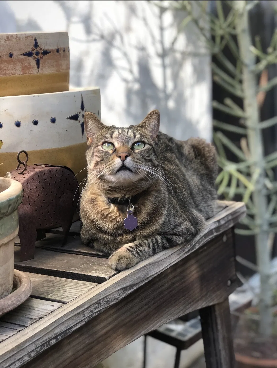 Lost cat in Escondido, CA, 92025