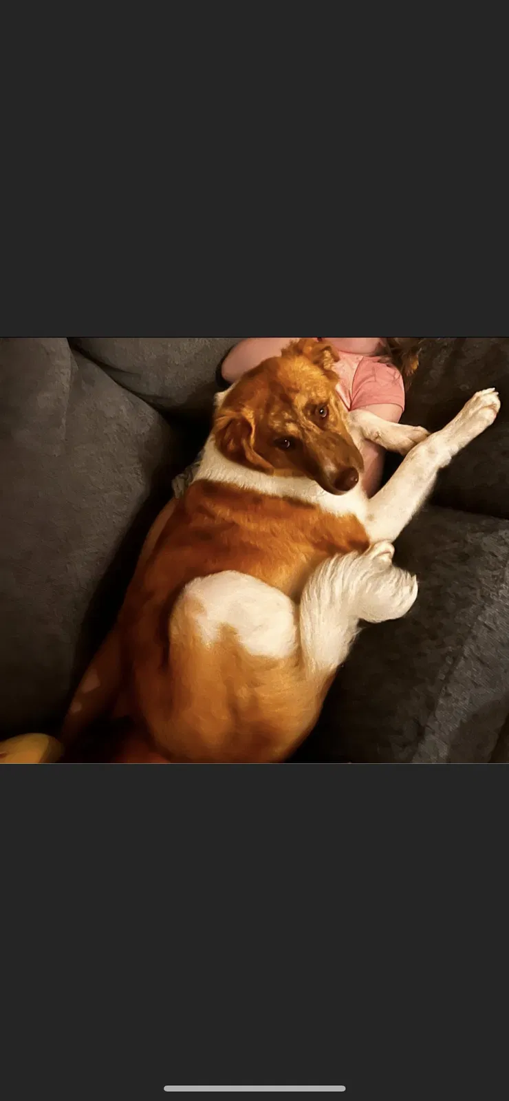 Lost dog in Denham Springs, LA, 70706