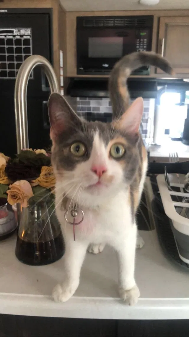 Lost cat in Cedar Park, TX, 78613