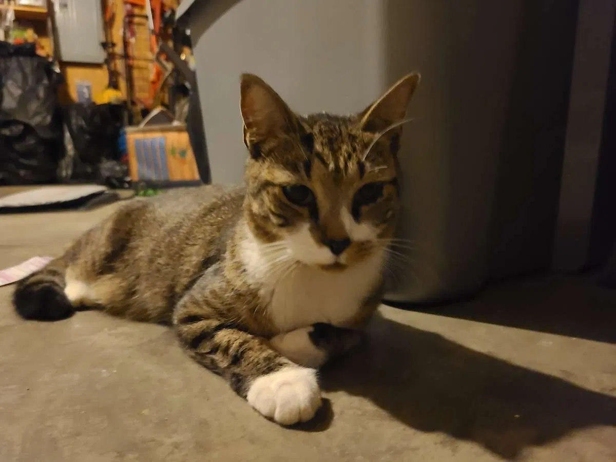 Lost cat in Charlotte, NC, 28212