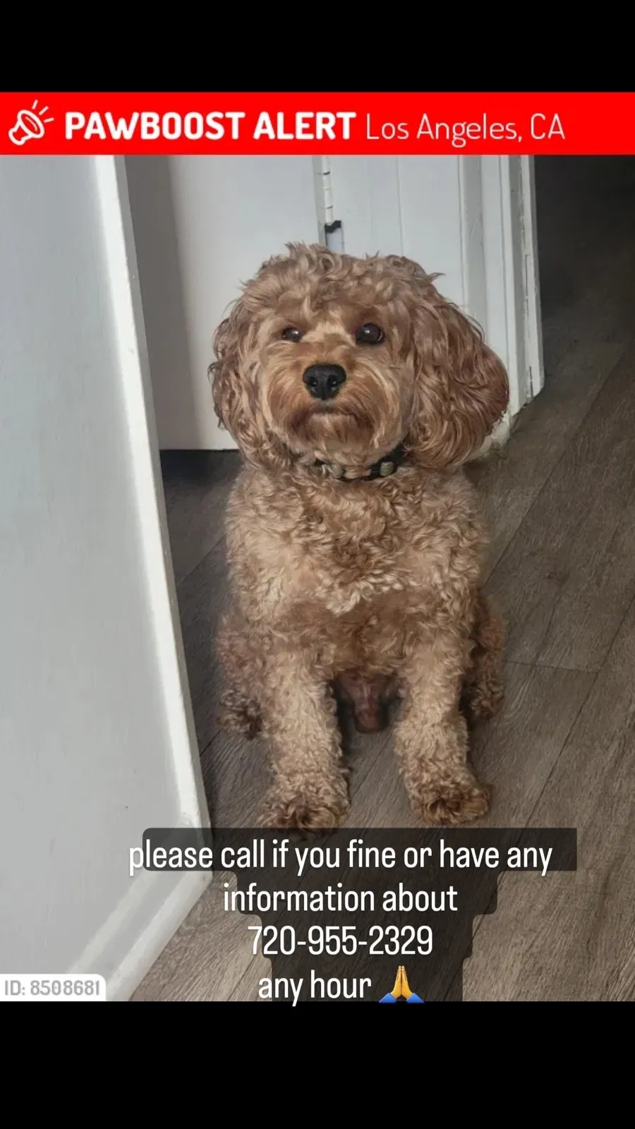 Lost dog in Los Angeles, CA, 90019