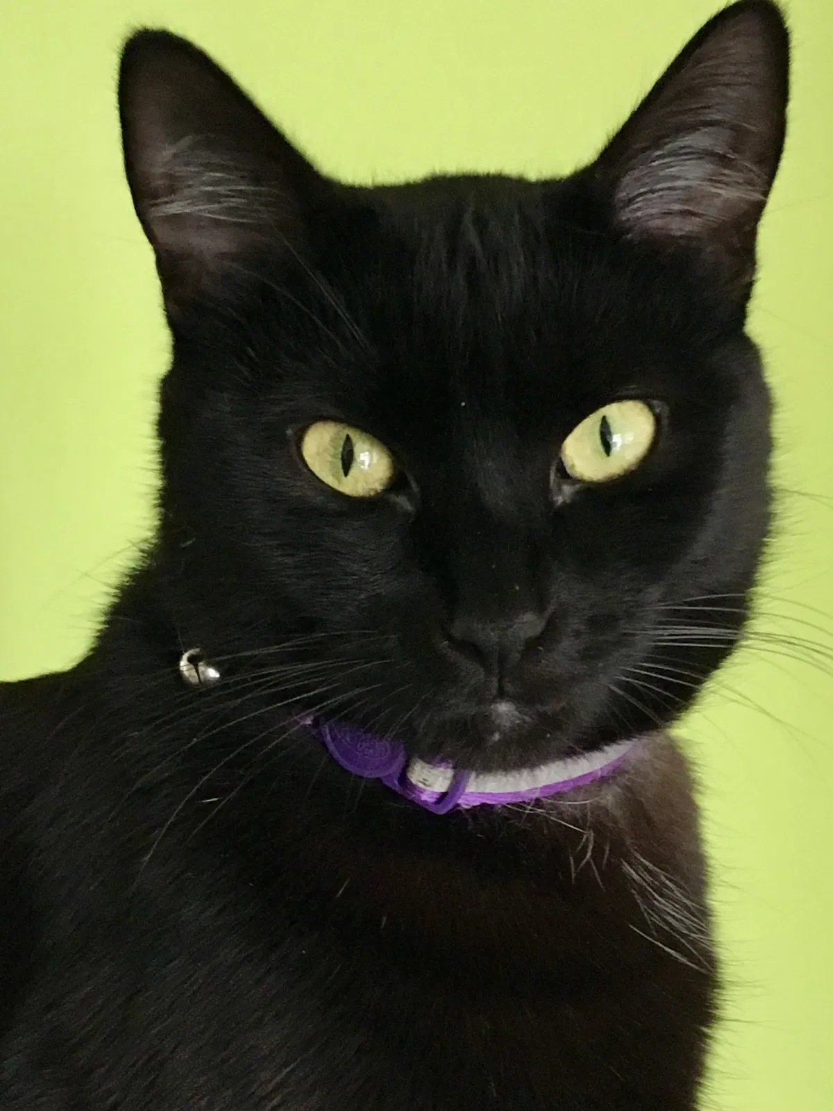 Lost cat in Sunnyvale, CA, 94086