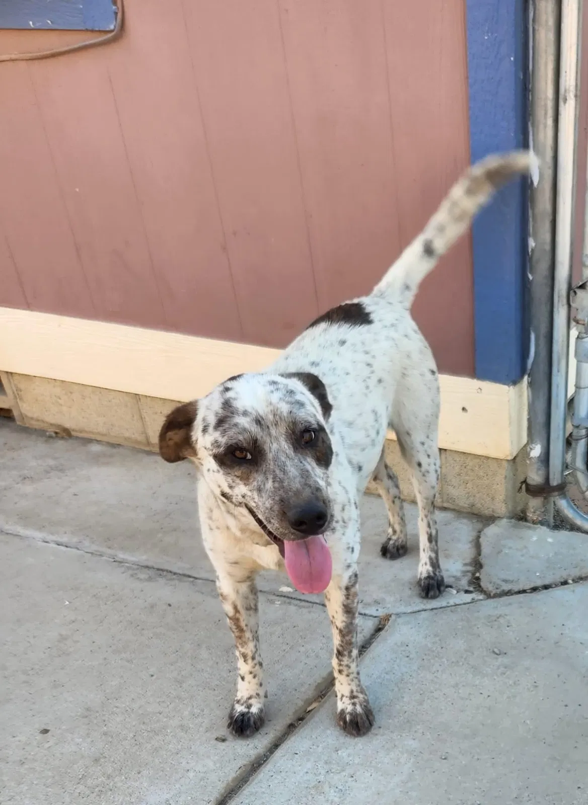 Lost dog in Anza, CA, 92539