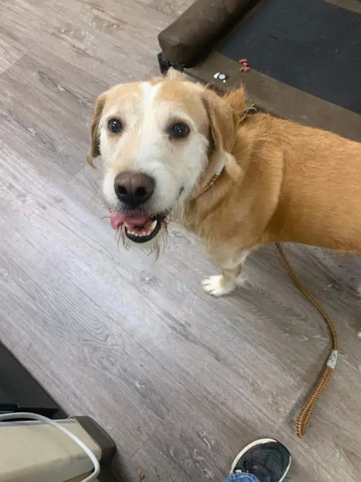 Lost dog in Mansfield, OH, 44903