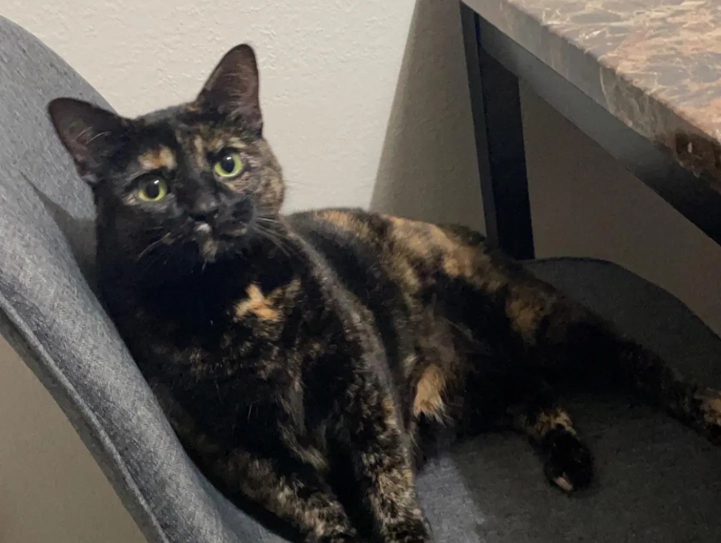 Lost cat in Tulsa, OK, 74136