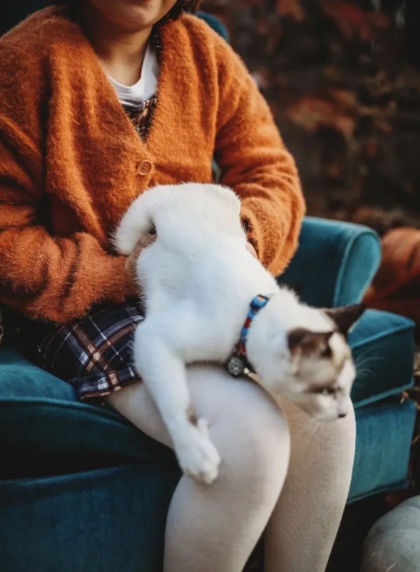 Lost cat in Des Moines, IA, 50311
