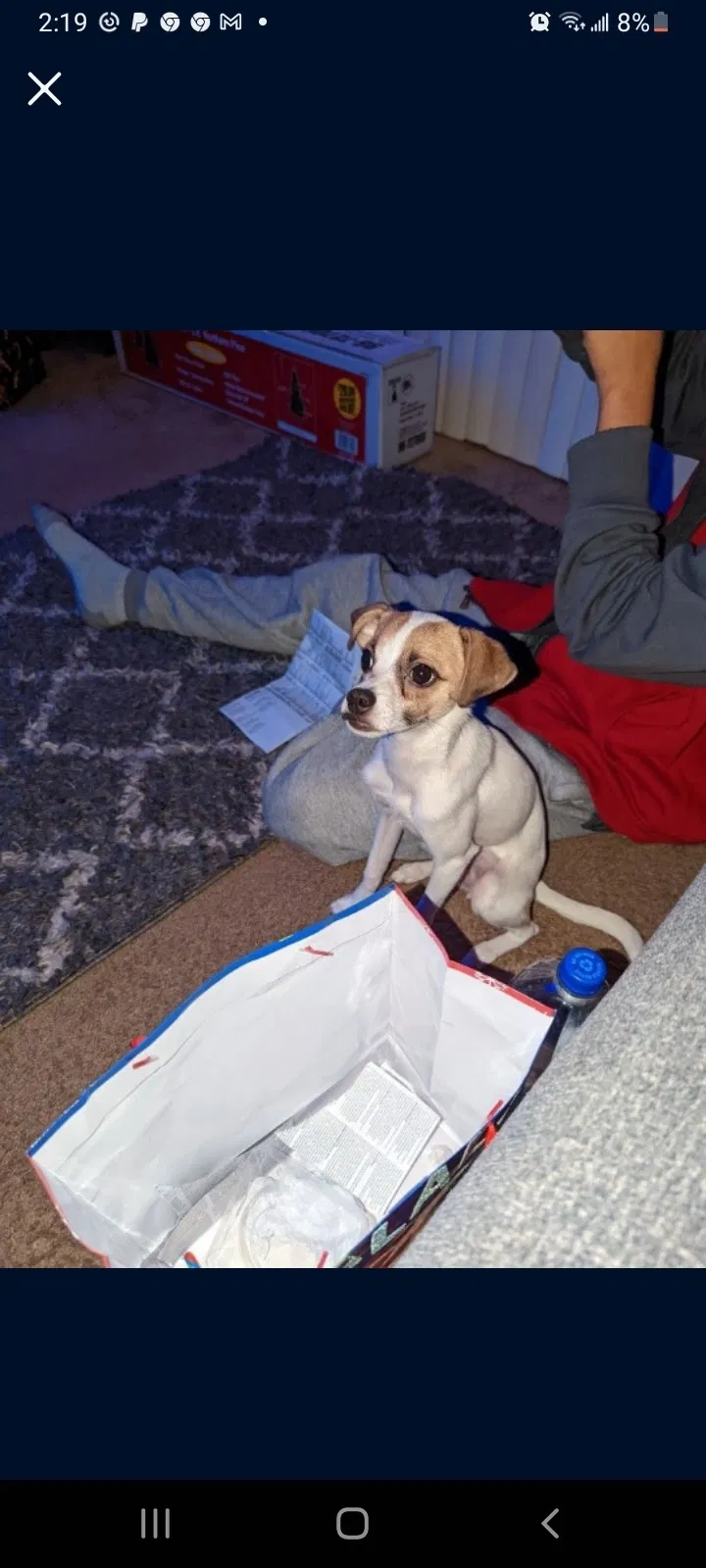 Lost dog in Hesperia, CA, 92345