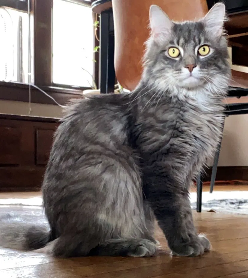 Lost cat in Lakewood, OH, 44107
