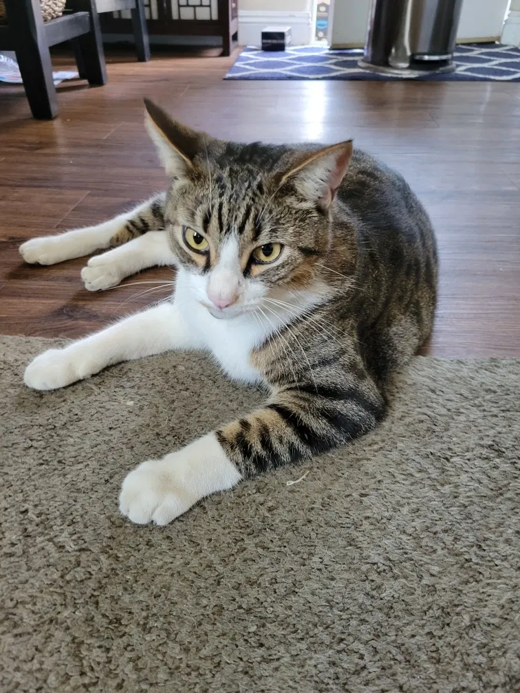 Lost cat in San Diego, CA, 92101