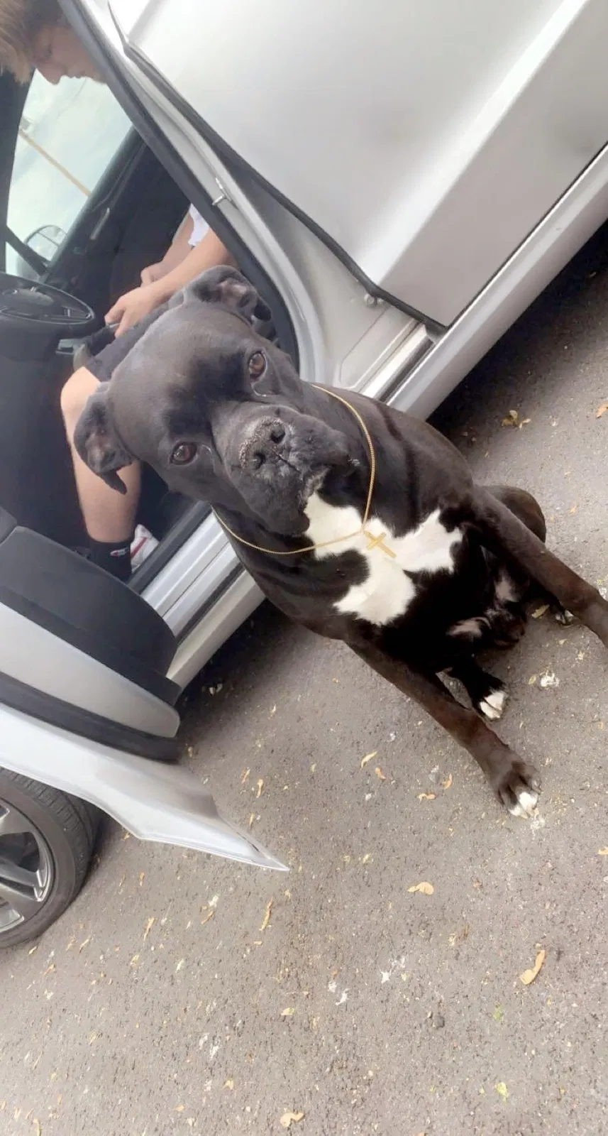 Lost dog in Union City, IN, 47390