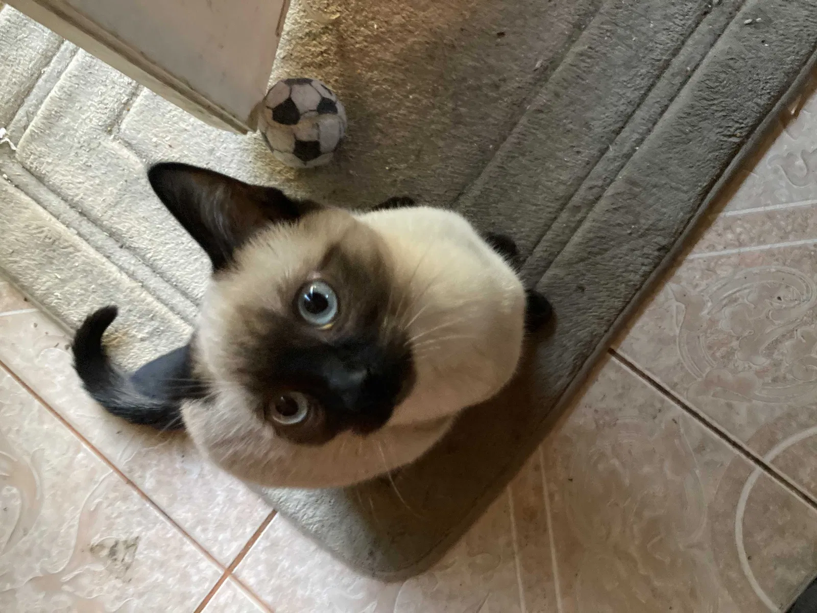 Lost cat in San Bernardino, CA, 92404