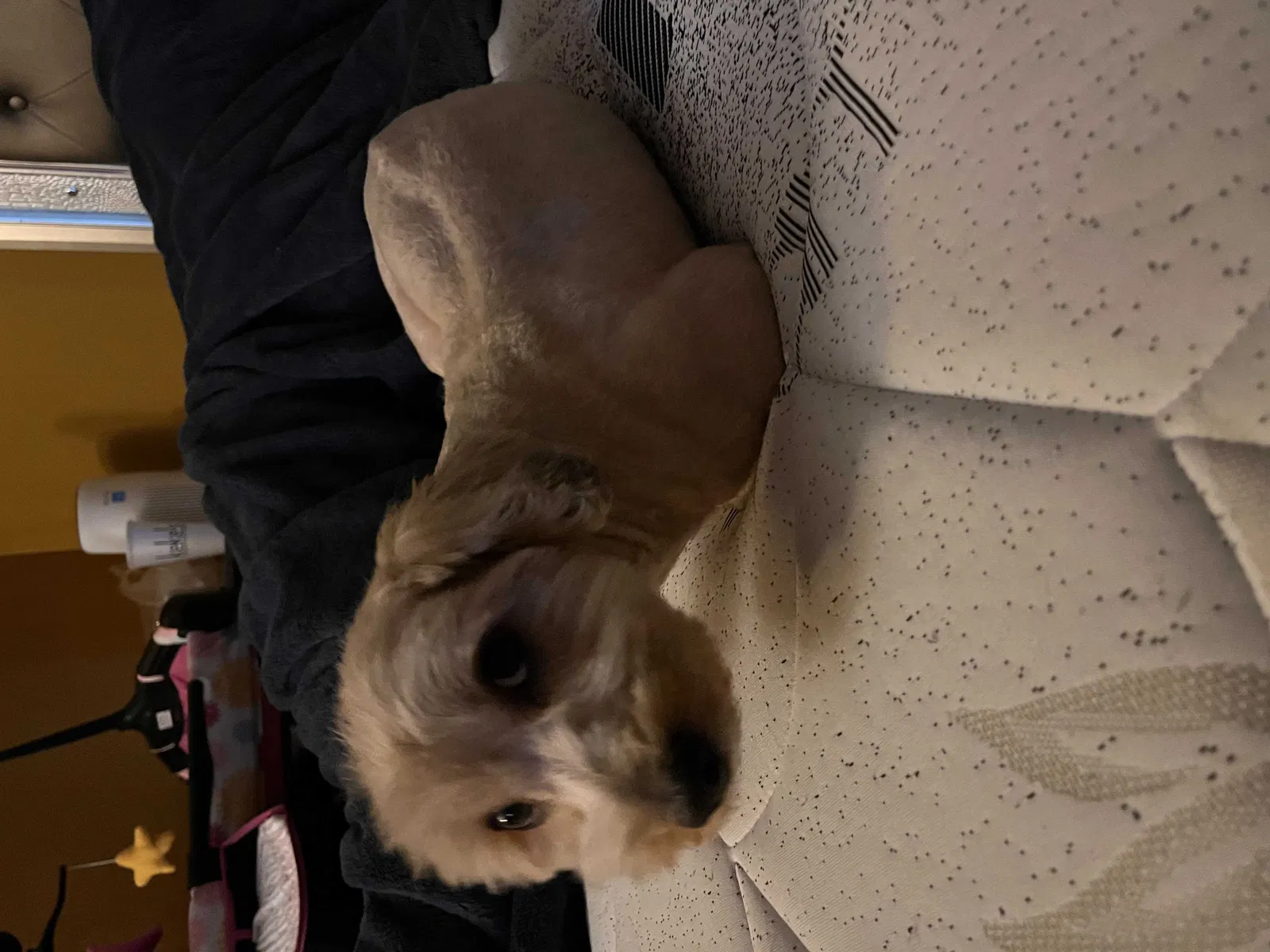Lost dog in Lake Worth, FL, 33461