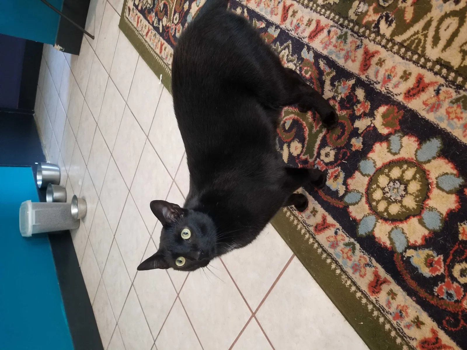 Lost cat in Houston, TX, 77070