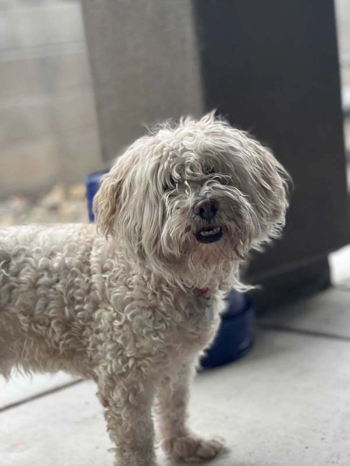 Lost dog in Tucson, AZ, 85730