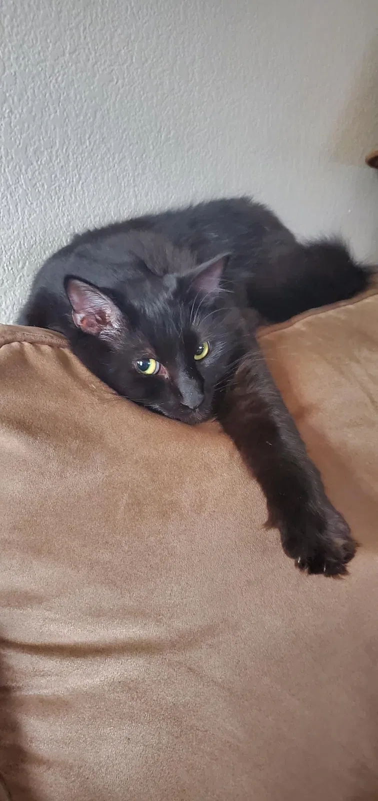 Lost cat in Fort Lauderdale, FL, 33313
