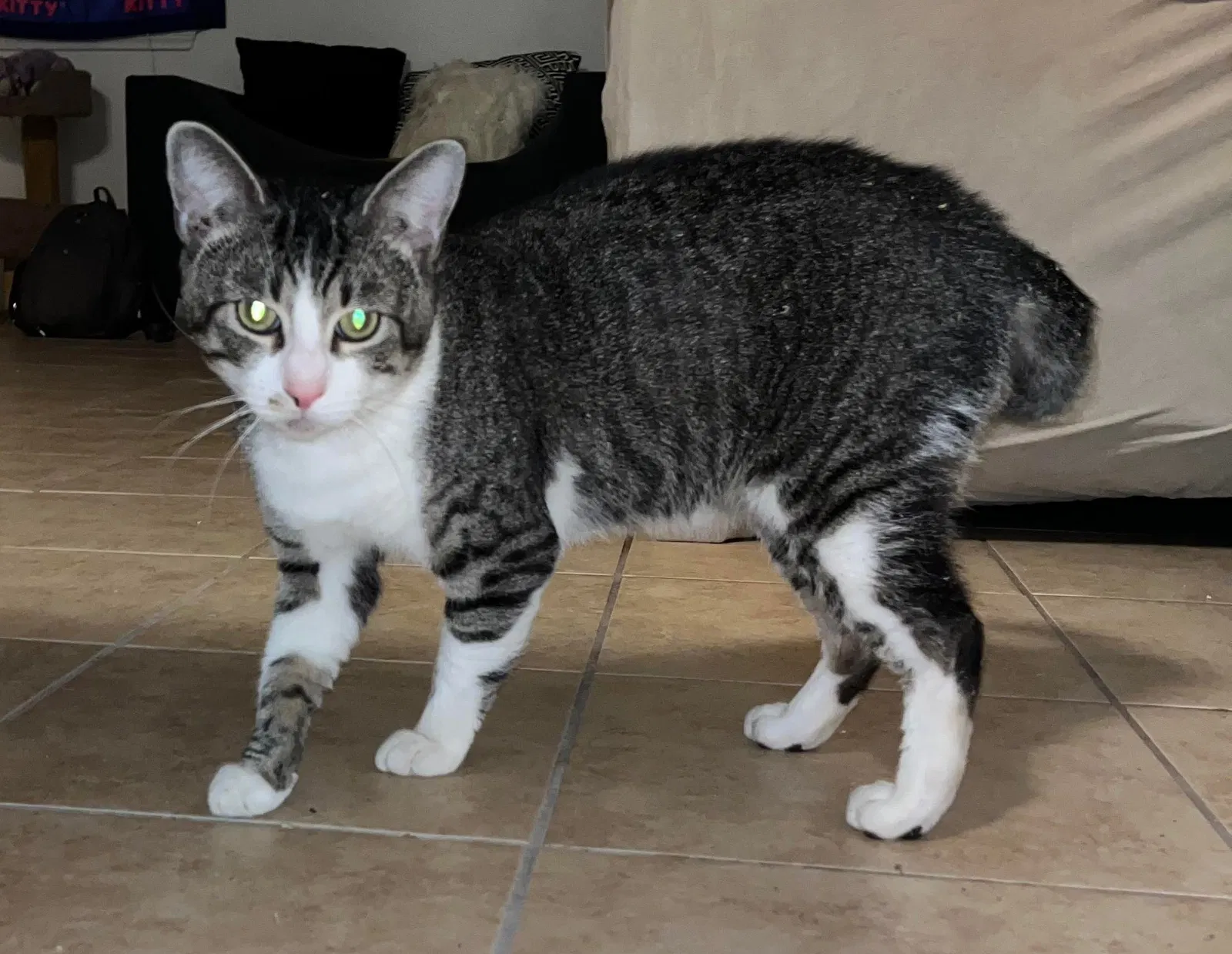 Lost cat in Houston, TX, 77080