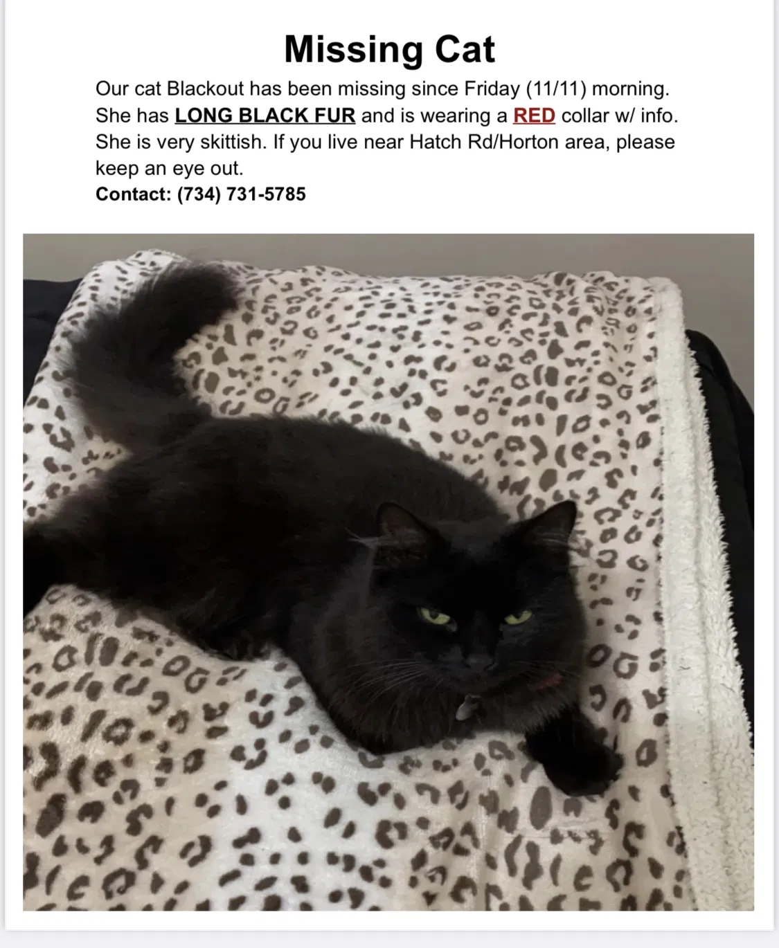 Lost cat in Horton, MI, 49246