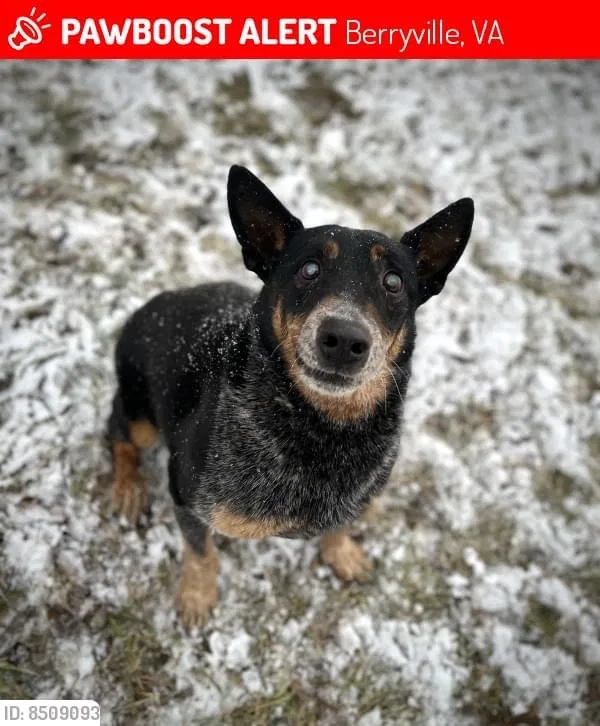 Lost dog in Berryville, VA, 22611