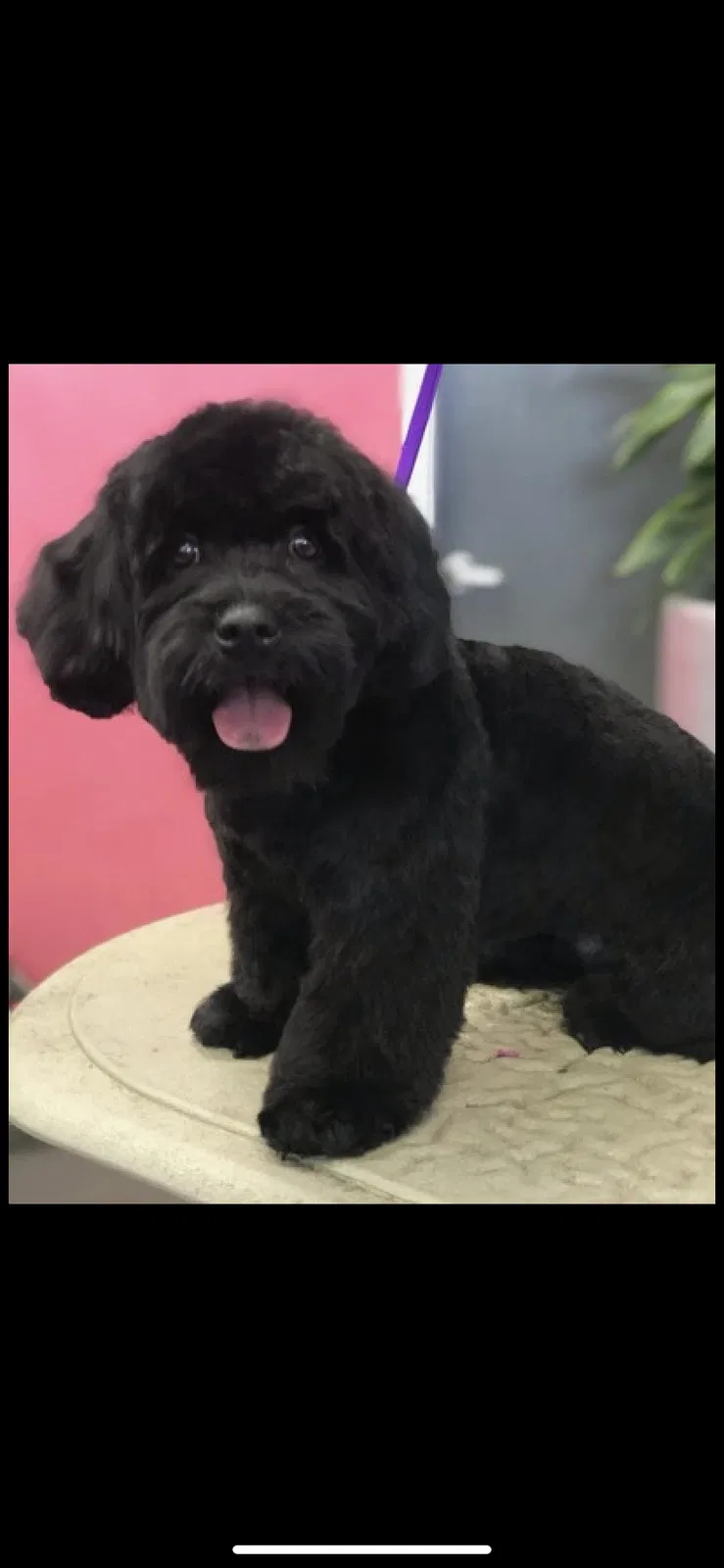 Lost dog in Dallas, TX, 75216