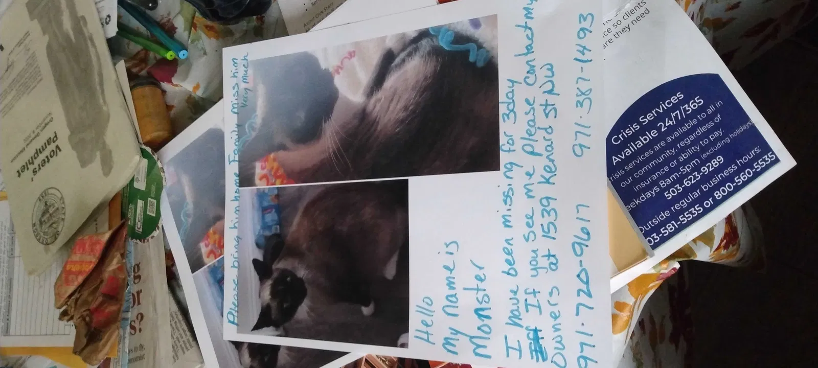 Lost cat in Salem, OR, 97304