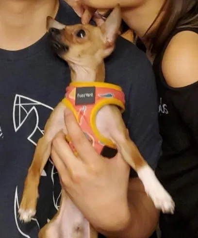 Lost dog in Carmichael, CA, 95608