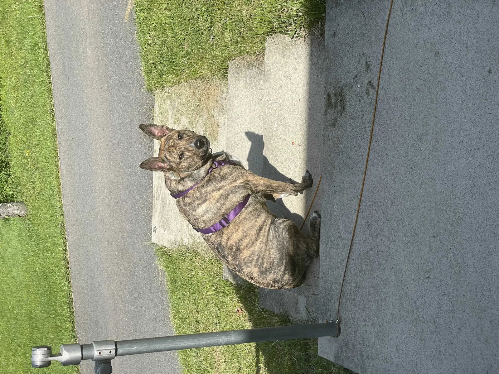 Lost dog in Nesquehoning, PA, 18240