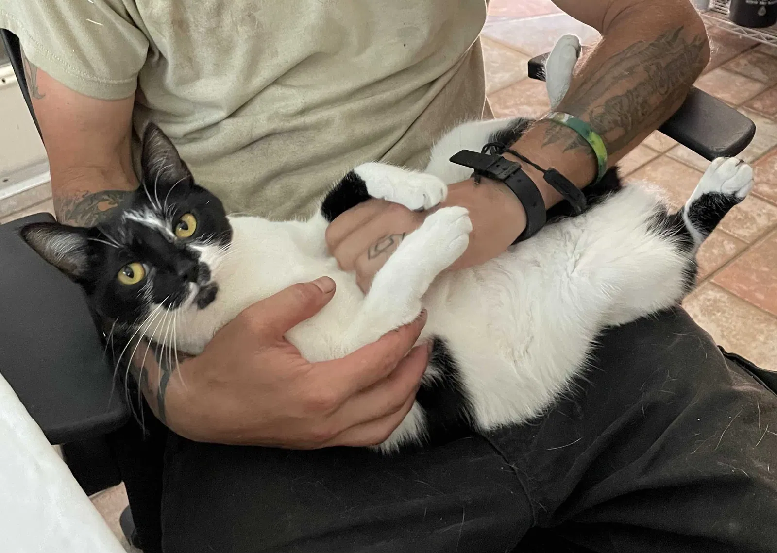 Lost cat in Palm Harbor, FL, 34683