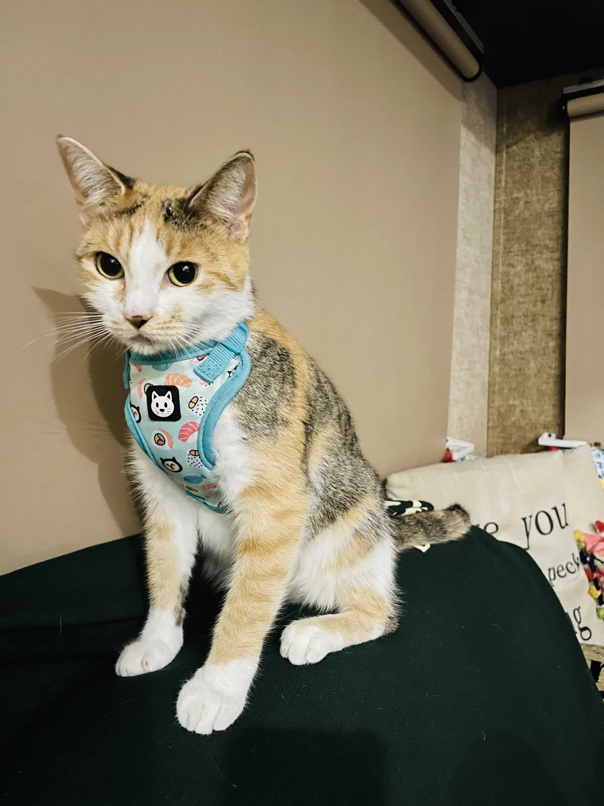 Lost cat in Clermont, FL, 34715