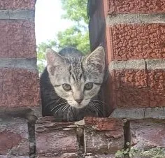 Lost cat in Chesterfield, MO, 63017