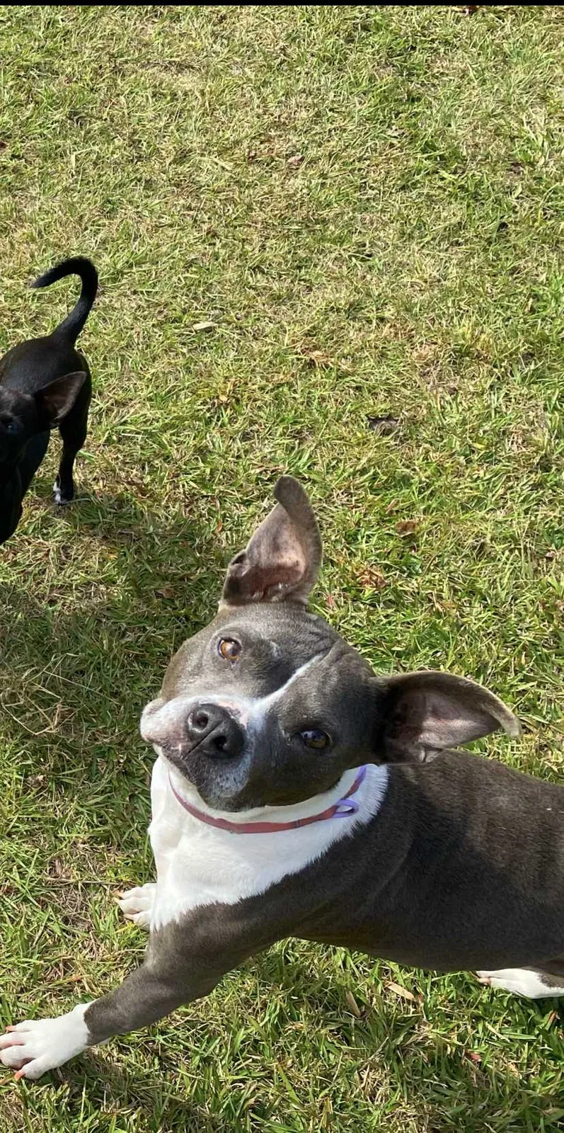 Lost dog in Pinewood, SC, 29125
