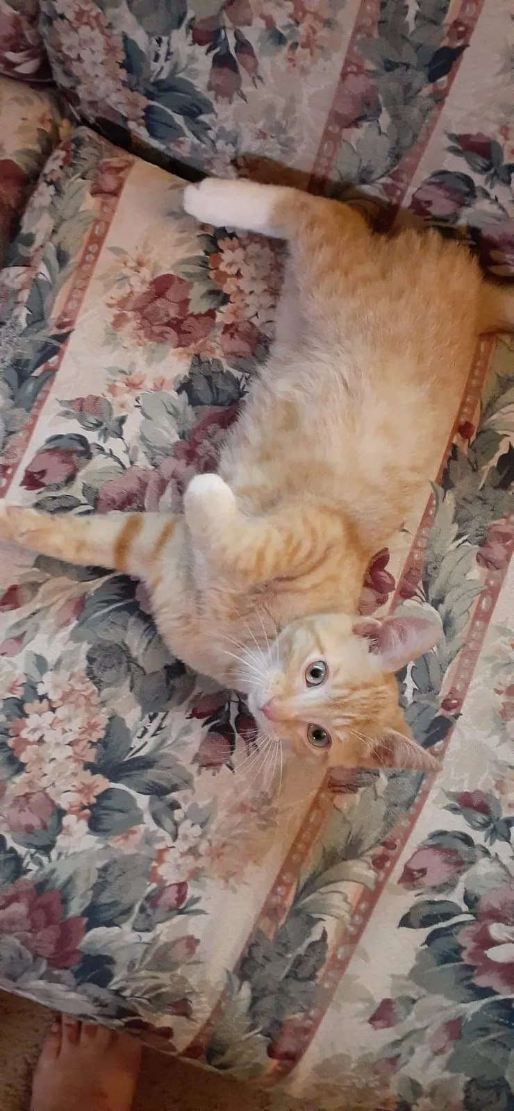 Lost cat in Cincinnati, OH, 45212