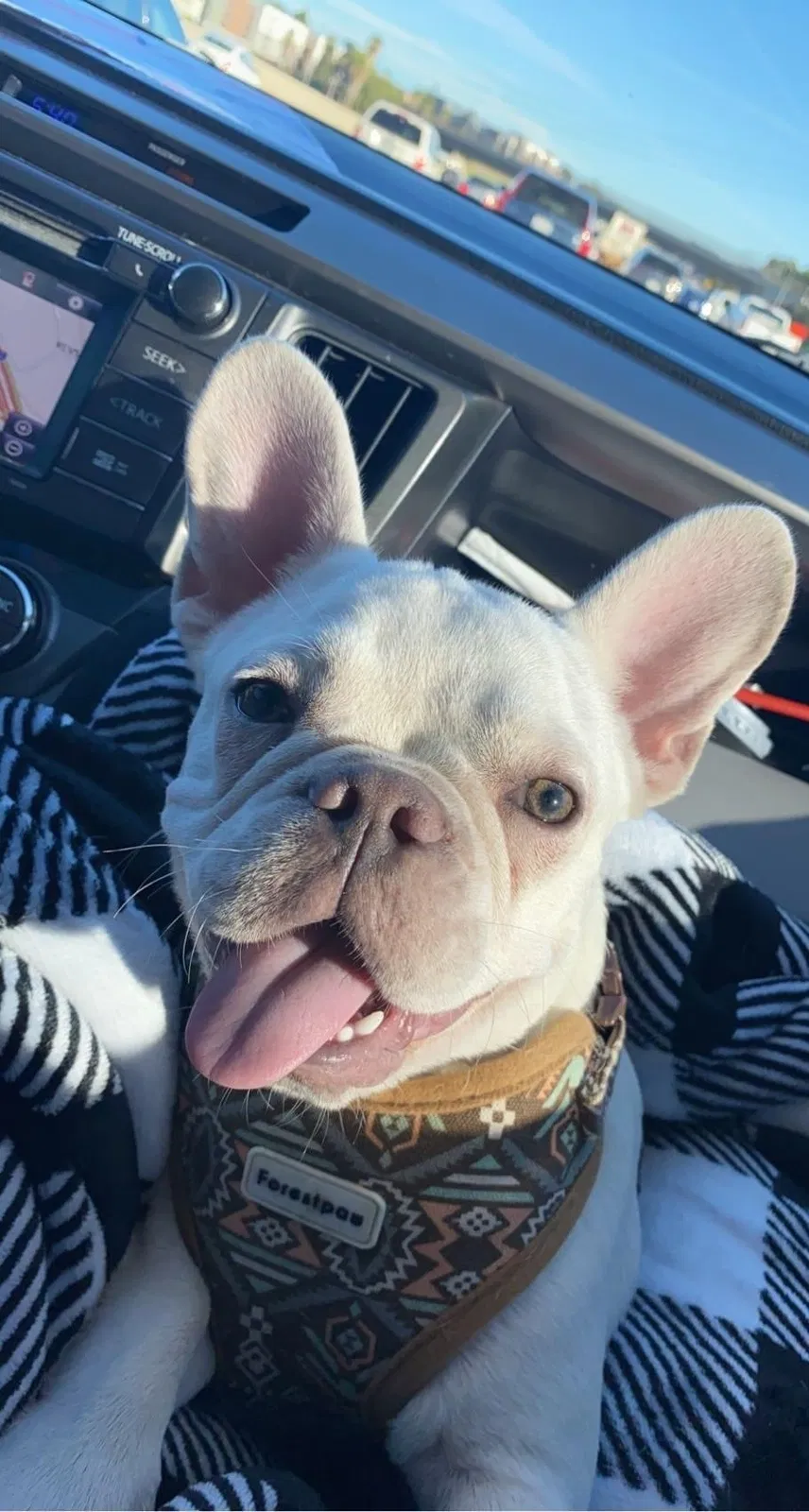 Lost dog in Jamul, CA, 91935