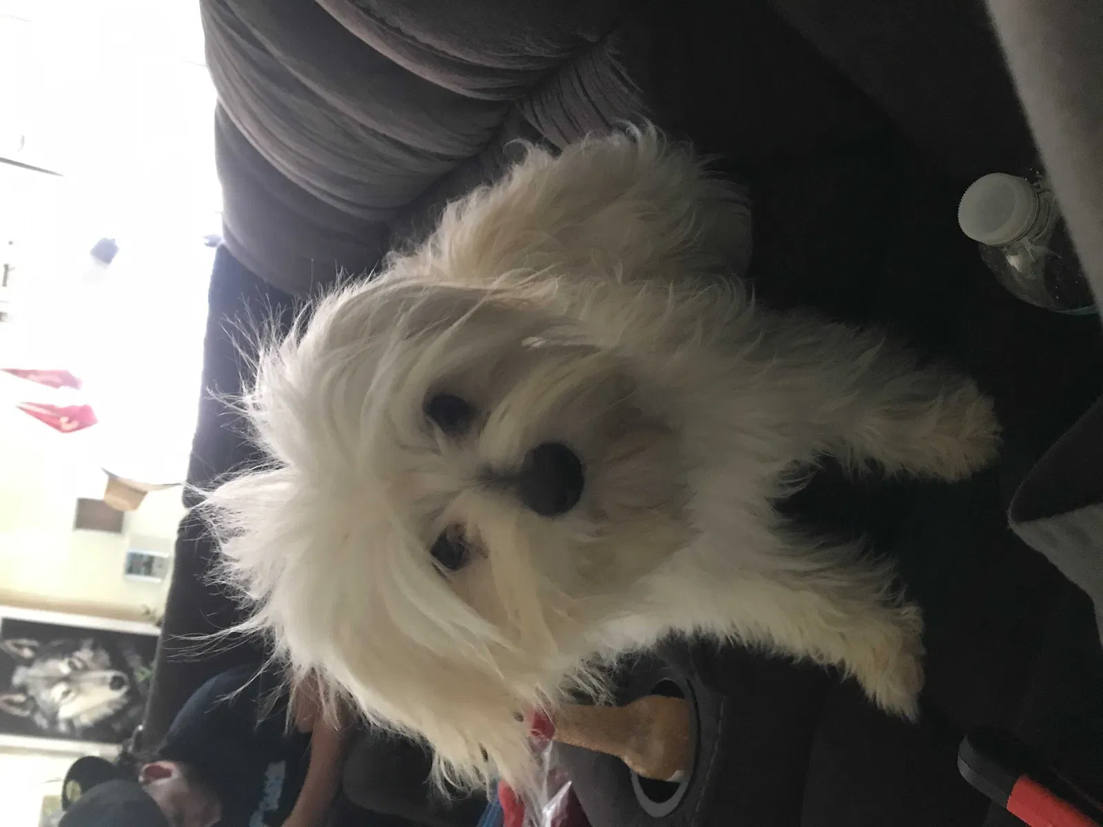 Lost dog in San Bernardino, CA, 92404