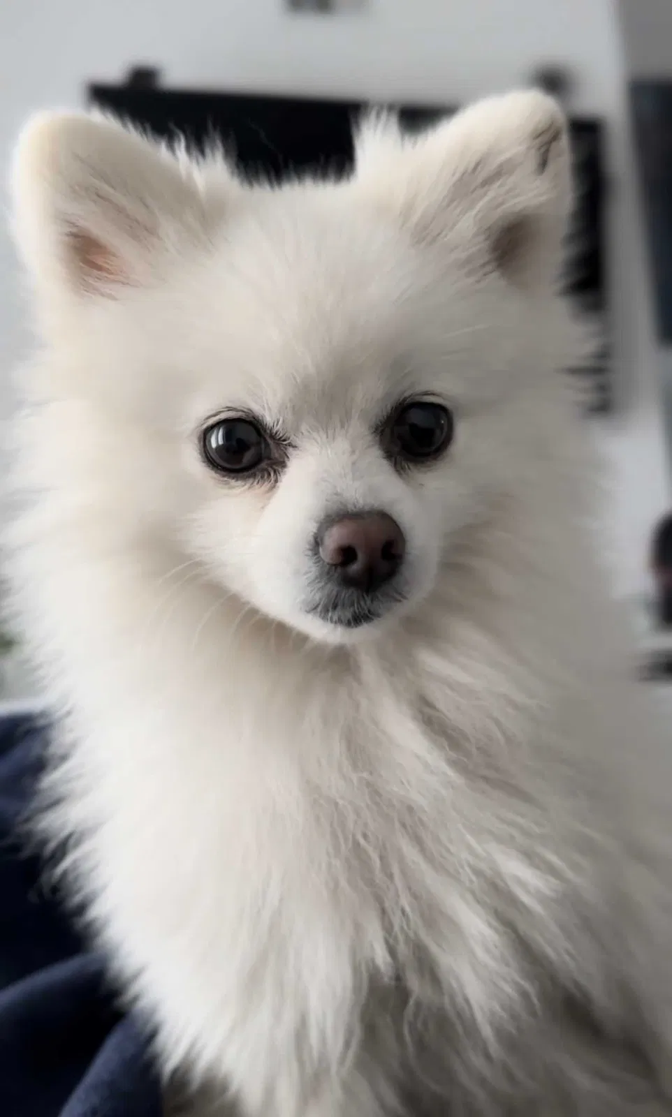 Lost dog in Reseda, CA, 91335