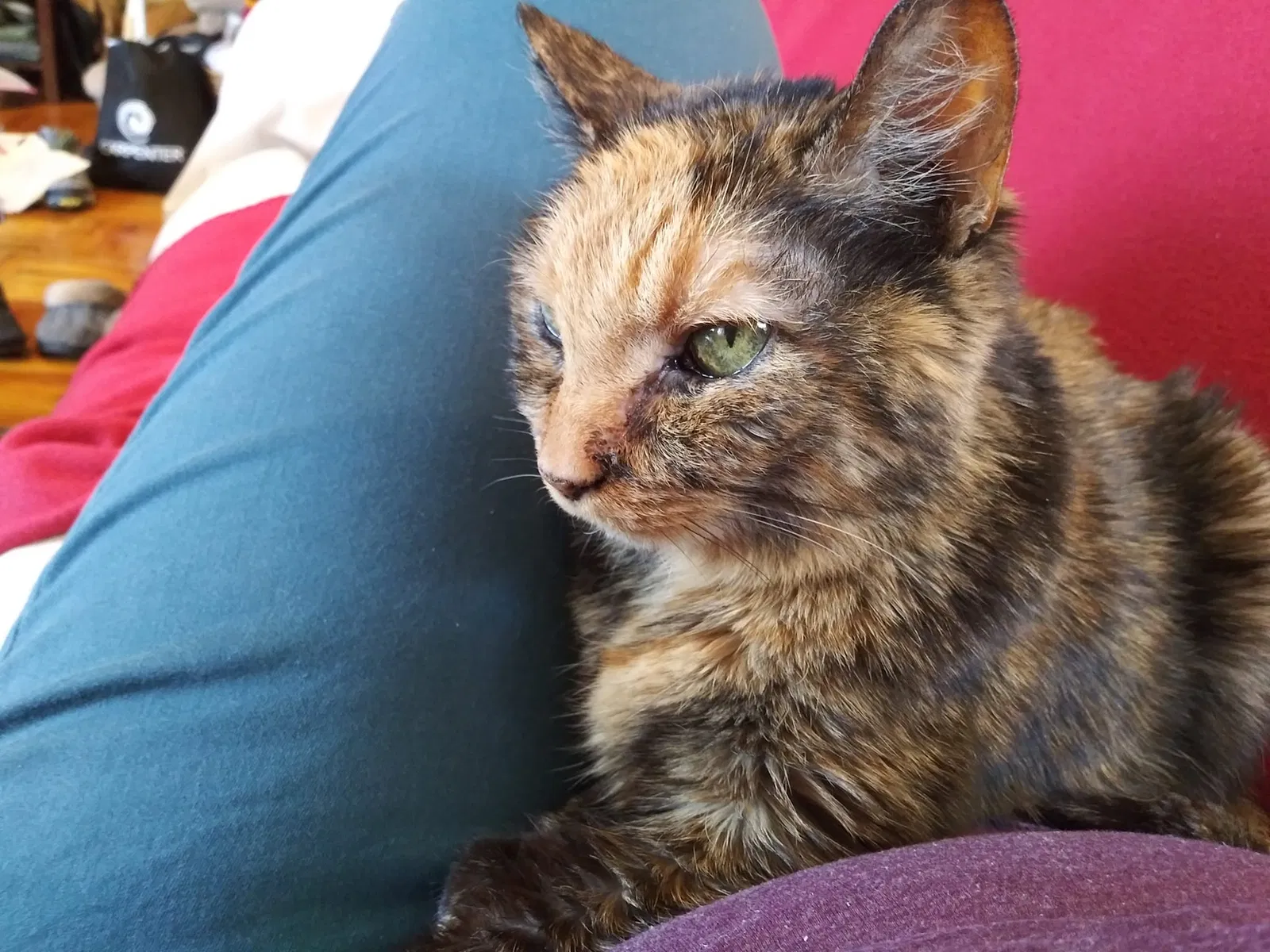 Lost cat in Cleveland, OH, 44109